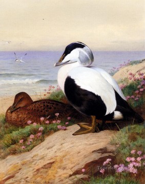 Archibald Thorburn Painting - Common Eider Ducks Archibald Thorburn bird